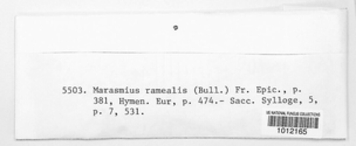 Collybiopsis ramealis image